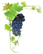 grappe de raisin noir