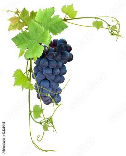 Foto: grappe de raisin noir grappe de raisin noir