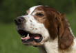 Irish red and white setter portrait
