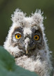 Young long-eared owl (Asio otus)