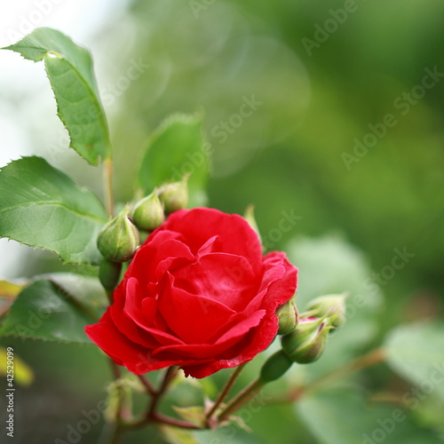 Photo: Gartenrose Gartenrose