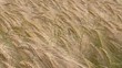 getreide