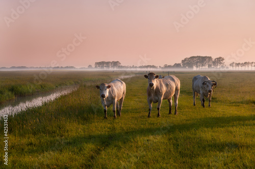 Photo: Dutch cows on sunrise in fog Dutch cows on sunrise in fog