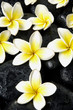 Set of frangipani flower on spa stones