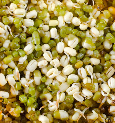 Photo: sprouts sprouts
