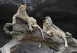Loewen im Tierpark Hagenbeck