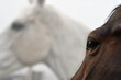 occhio del cavallo 02