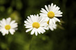 Foto: Gänseblumen Gänseblumen