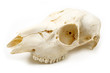 Scull of roe deer