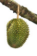 Durian