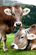 coppia di mucche al pascolo