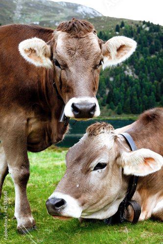 Foto: coppia di mucche al pascolo coppia di mucche al pascolo