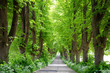Historische Linden-Allee im Frühling auf Usedom