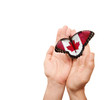 Canada flag butterfly
