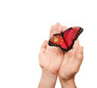 China flag butterfly