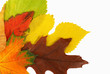 Foto: Autumn leaves Autumn leaves