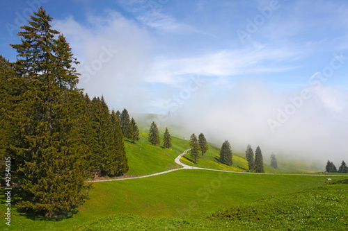 Photo: Foggy Mountain Scenery in Germany with Pine Trees Foggy Mountain Scenery in Germany with Pine Trees