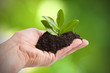 Foto: mano con planta y fondo natural mano con planta y fondo natural