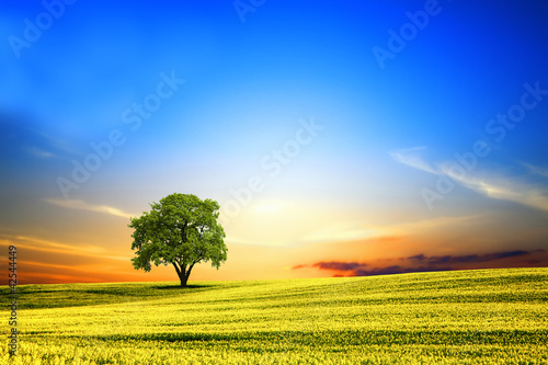 Photo: Spring landscape at sunset Spring landscape at sunset