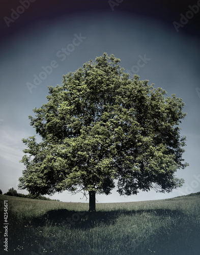 Photo: field tree field tree