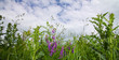 Sommerwiese