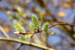 Foto: Salweide weibliche Kätzchen Salweide weibliche Kätzchen