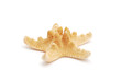 star fish