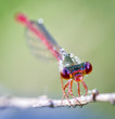 head of the dragon fly
