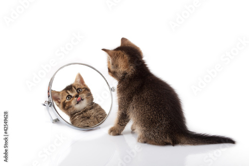 Photo: kitten with mirror on white background. kitten looks in a mirror kitten with mirror on white background. kitten looks in a mirror
