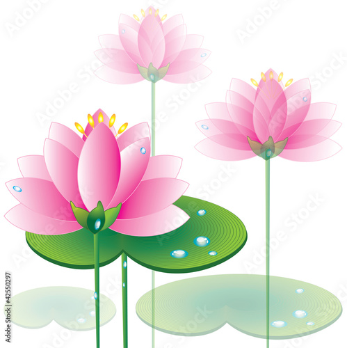 Vector: Lotus Lotus