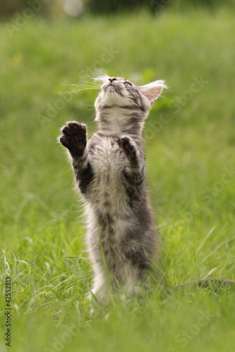 Foto: Junge Maine Coon steht Junge Maine Coon steht