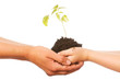 Photo: Pflanze in der Hand Pflanze in der Hand