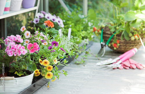 Foto: Greenhouse full of flowers, fruits, herbs Greenhouse full of flowers, fruits, herbs