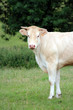 vache