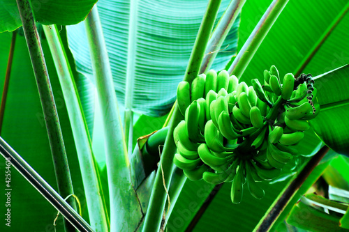Photo: Banana Bunch Banana Bunch