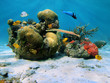 Corals in the caribbean sea