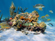 Hard corals in the sea