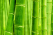 bamboo forest closeup of green trunks