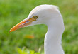 Egyptian heron bird