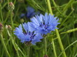kornblumen