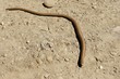 Cranky slow-worm on the ground