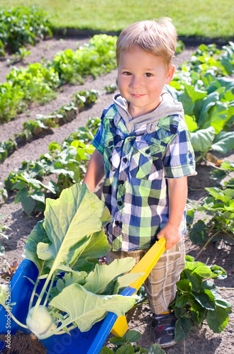 Photo: Kleiner Junge erntet Kohlrabi Kleiner Junge erntet Kohlrabi