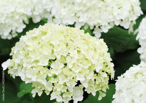 Photo: 紫陽花のアナベルHydrangea arborescens 'Annabelle' 紫陽花のアナベルHydrangea arborescens 'Annabelle'