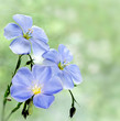 Flax flowers