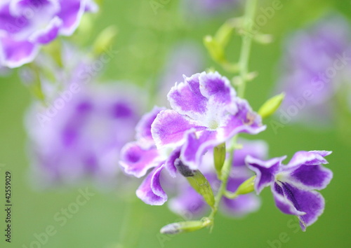 Foto: タイワンレンギョウ Durantarepens タイワンレンギョウ Durantarepens