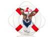 lifesaver dog