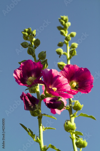 Photo: Red marshmallow (Althaea officinalis) Red marshmallow (Althaea officinalis)
