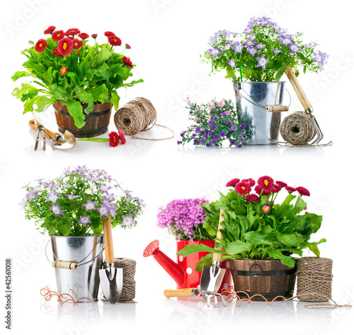 Photo: set garden flowers with tools isolated on white background set garden flowers with tools isolated on white background