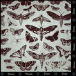 Vector vintage poster insects