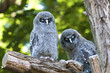Great Grey Owl